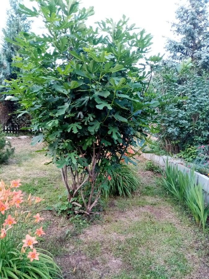 Guesthouse Smiljanic Slavkovica Exterior photo